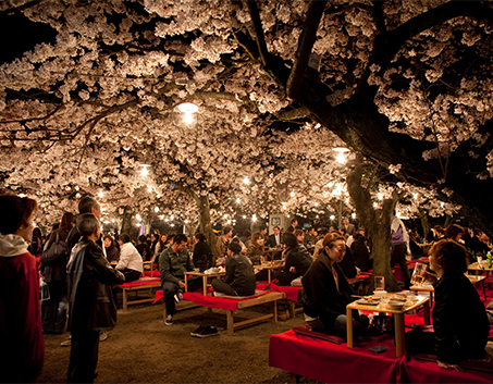Sakura Season Japan